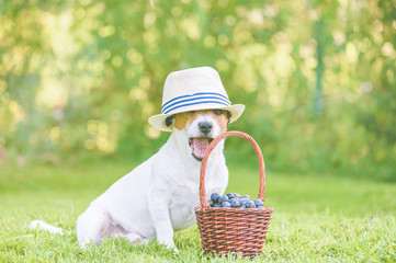 Amusing dog as gardener with harvest of plums in basket at green grass lawn in backyard garden