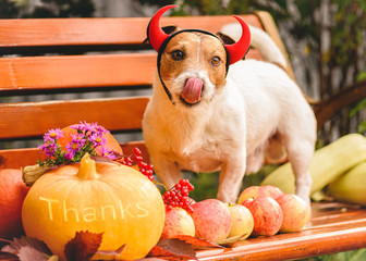 Fall holiday season concept with dog wearing Halloween costume and autumnn harvest of pumpkins and apples