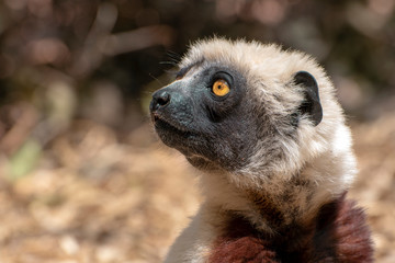 Crowned sifaka lemur ( Propithecus coronatus ), Portrait. Madagascar - wild nature.
