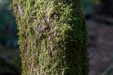 green moss on a tree
