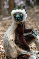 Crowned sifaka lemur ( Propithecus coronatus ), Portrait. Madagascar - wild nature.