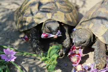Griechische Landschildkr&ouml;te