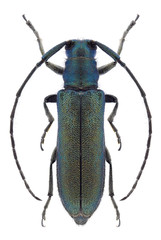Beetle Agapanthia lais on a white background