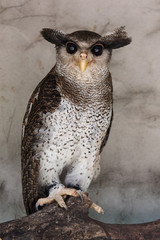 Portrait of angry frightened barred eagle-owl, also called the Malay eagle-owl, awaked and disturbed by strange sound and gazing enormous brown eyes.