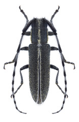 Beetle Agapanthia suturalis on a white background