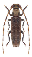 Beetle Deroplia genei on a white background