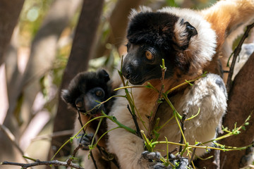 Crowned sifaka lemur ( Propithecus coronatus ), Mother and Baby. Wild nature Madagascar