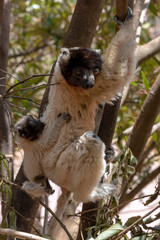 Crowned sifaka lemur ( Propithecus coronatus ), Mother and Baby. Wild nature Madagascar