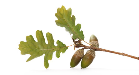 Oak leaves on twig in autumn with acorns isolated on white background © dule964