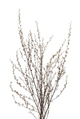 Dry autumn flowers isolated on white background, clipping path