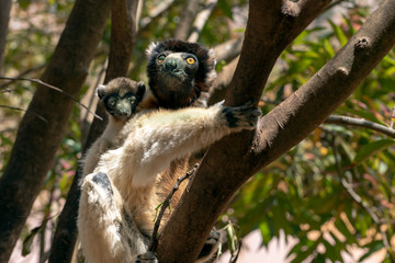 Crowned sifaka lemur ( Propithecus coronatus ), Mother and Baby. Wild nature Madagascar