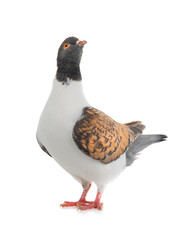 German pigeon modena isolated on white background