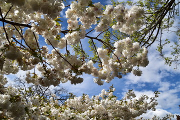 Cherry Blossom in New Zealand