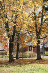 Fototapeta premium autumn in the park