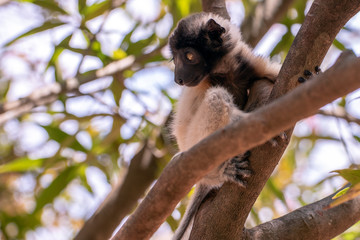 Crowned sifaka lemur ( Propithecus coronatus ),Young baby. Portrait.Madagascar - wild nature.