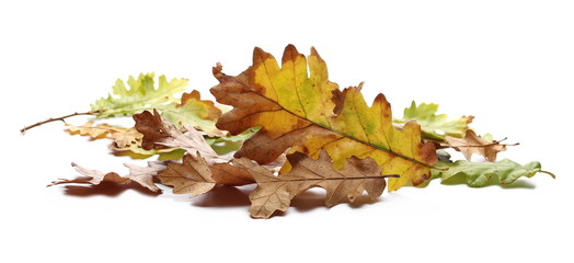 Oak leaves in autumn isolated on white background