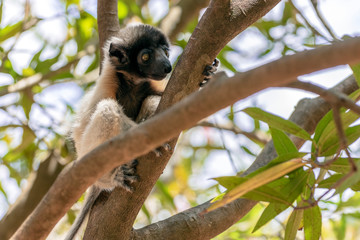 Crowned sifaka lemur ( Propithecus coronatus ),Young baby. Portrait.Madagascar - wild nature.