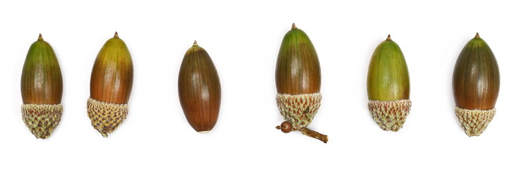 Green and brown acorns set and collection isolated on white background, top view © dule964