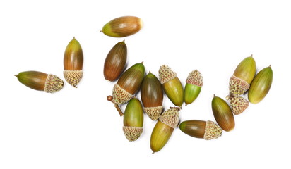 Green and brown acorns isolated on white background, top view