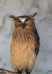 Portrait of angry frightened buffy fish owl, Ketupa ketupu, also known as the Malay fish owl, awaken and disturbed by strange sound and winking yellow eye.
