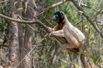 Crowned sifaka lemur ( Propithecus coronatus ), Portrait. Madagascar - wild nature.