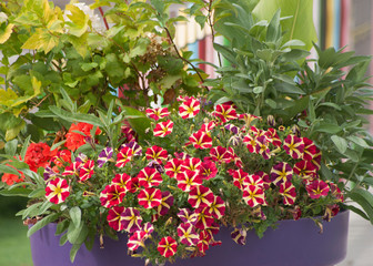 beautiful petunias  in flower pot