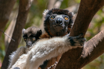 Crowned sifaka lemur ( Propithecus coronatus ), Mother and Baby. Wild nature Madagascar