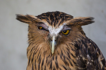 Portrait of angry frightened buffy fish owl, Ketupa ketupu, also known as the Malay fish owl, awaken and disturbed by strange sound and winking yellow eye.