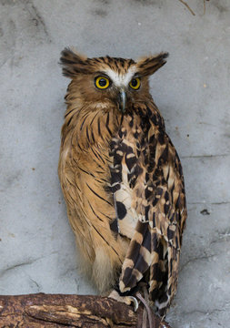 Portrait of angry frightened buffy fish owl, Ketupa ketupu, also known as the Malay fish owl, awaken and disturbed by strange sound and gazing its big yellow eyes.