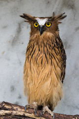 Portrait of angry frightened buffy fish owl, Ketupa ketupu, also known as the Malay fish owl, awaken and disturbed by strange sound and gazing its big yellow eyes.