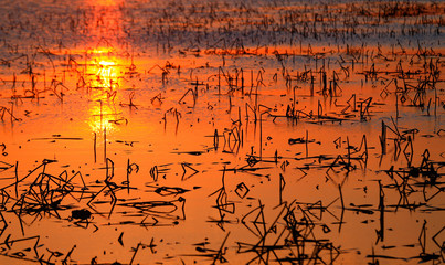 Broken lotus, in the pond of winter