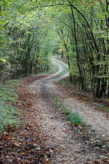 Ein Waldweg zur Herbstzeit