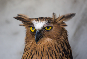 Portrait of angry frightened buffy fish owl, Ketupa ketupu, also known as the Malay fish owl, awaken and disturbed by strange sound and gazing its big yellow eyes.