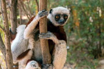 Crowned sifaka lemur ( Propithecus coronatus ), Mother and Baby. Wild nature Madagascar © mirecca