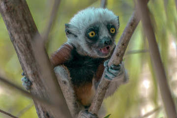 Crowned sifaka lemur ( Propithecus coronatus ),Young baby. Portrait.Madagascar - wild nature.