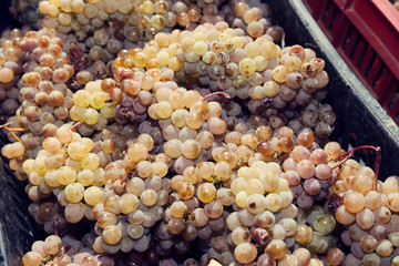 Amber cluster in a crate. Harvesting and wine making. Landscape image. Selective focus