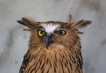 Portrait of angry frightened buffy fish owl, Ketupa ketupu, also known as the Malay fish owl, awaken and disturbed by strange sound and gazing its big yellow eyes.