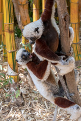 Crowned sifaka lemur ( Propithecus coronatus ), Mother and Baby. Wild nature Madagascar