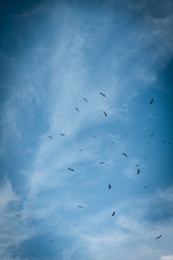 Oiseaux 