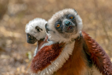 Crowned sifaka lemur ( Propithecus coronatus ), Mother and Baby. Wild nature Madagascar