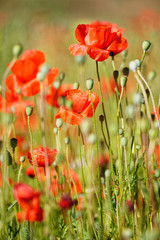Obraz premium Wiese mit Klatschmohn