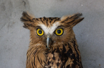 Portrait of angry frightened buffy fish owl, Ketupa ketupu, also known as the Malay fish owl, awaken and disturbed by strange sound and gazing its big yellow eyes.