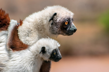 Crowned sifaka lemur ( Propithecus coronatus ), Mother and Baby. Wild nature Madagascar