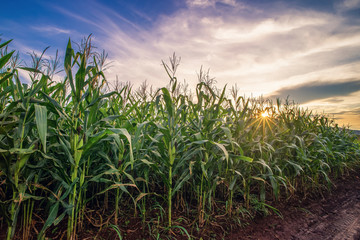 Beautiful corn field farm at sunrise sky.