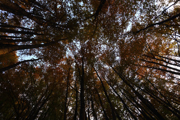 National Park of Abruzzo, Lazio and Molise - The tops of beech trees in October