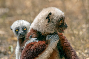 Naklejka premium Crowned sifaka lemur ( Propithecus coronatus ), Mother and Baby. Wild nature Madagascar