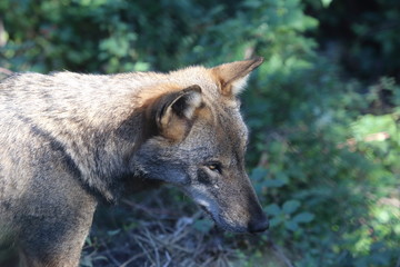 The wolves in the wildlife area of Civitella Alfedena