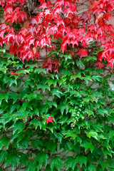 Herbstfarben der Blätter des wilden Weins