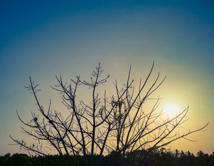 Fototapeta premium Silhouette of dry tree with sunset. Branch tree without leaves for background and wallpaper