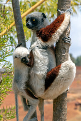 Crowned sifaka lemur ( Propithecus coronatus ), Mother and Baby. Wild nature Madagascar